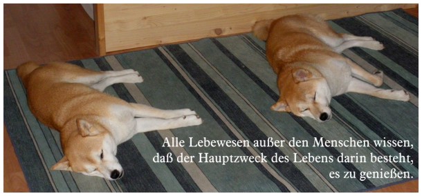 Kichinichi Kensha Shibas In Der Lausitz Zitate