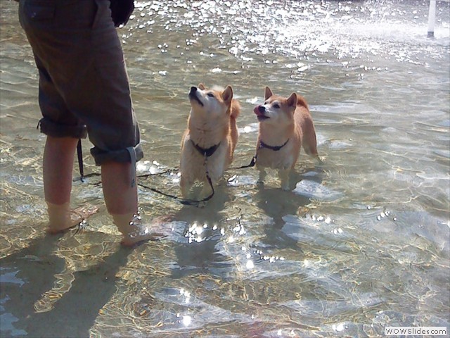Erfrischung fr Shizen und Bummi