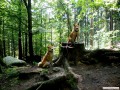 Im Elbsandsteingebirge