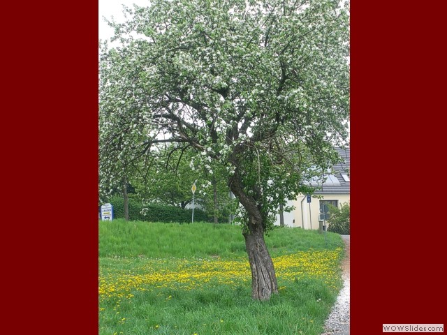 Die Baumfrau in voller Blte