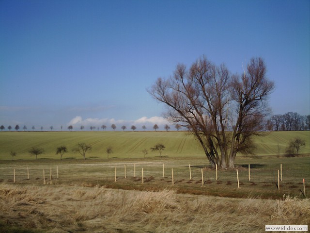Die Sieben-Brder-Weide, Zentraler Baum auf der Wiese hinterm Haus