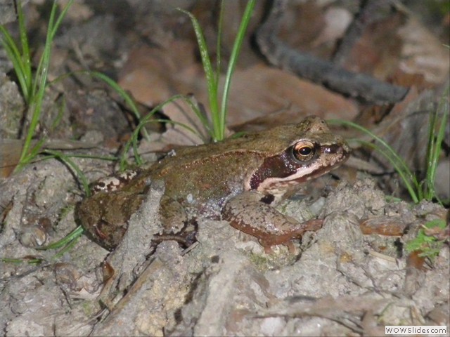Eine Begegnung im Wald