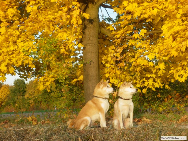 Shizen und Bumiko