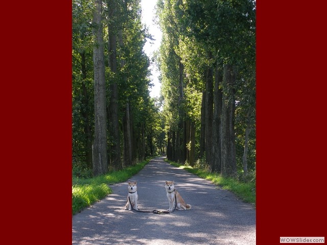 Allee bei Groharthau