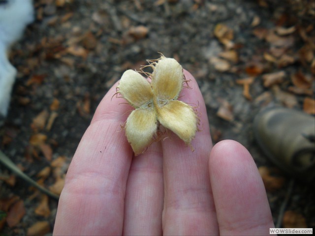 Herbstblmchen