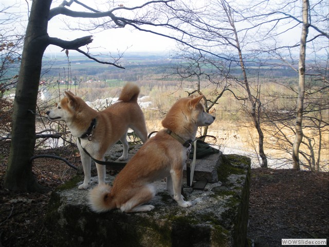 Shizen und Bummi auf dem Klosterberg