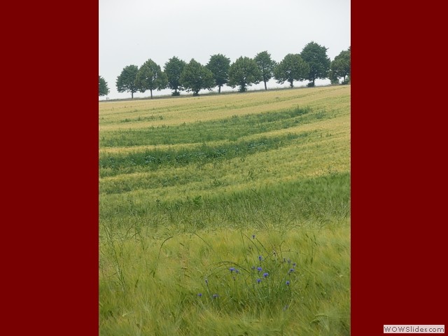 Wogende Felder