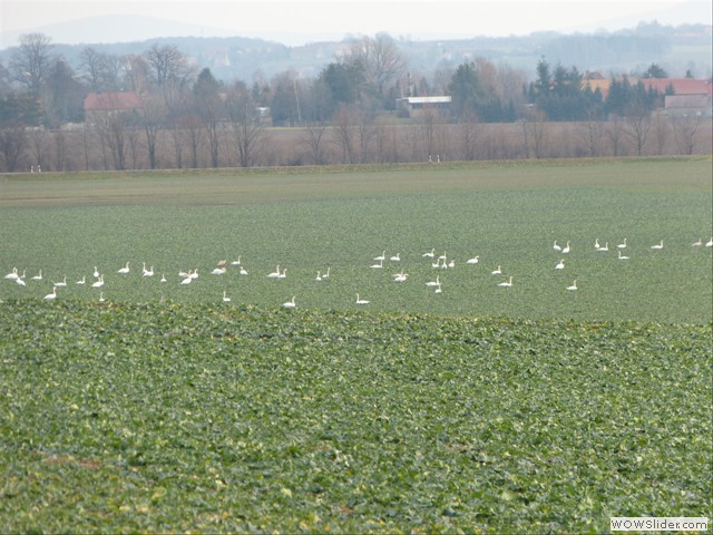 Hckerschwne bei Pliekowitz
