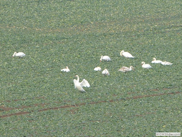 Sie berwintern am nahen Stausee Bautzen