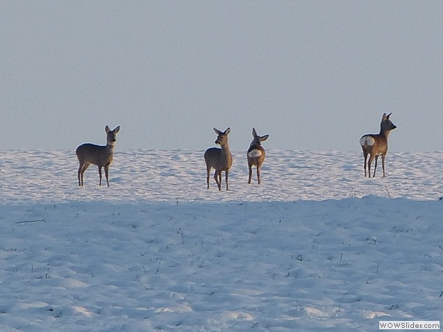 Rehe gibts bei uns jede Menge