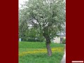 Die Baumfrau in voller Blte