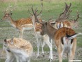 Damwildgehege in Nochten