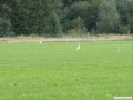 Zwei Silberreiher auf unserer Wiese...
