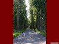 Allee bei Groharthau