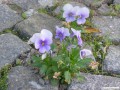Blhender Lausitzer Granit