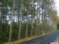 Pappelallee in Prischwitz