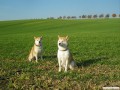 Heimatliche Runde