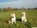 Links Shizen, rechts Bumiko