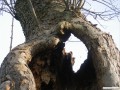 Der Afrika-Baum