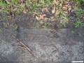 Waschbrspuren auch in Prischwitz