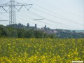 Burg Stolpen mit Rapsblte