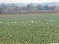 Hckerschwne bei Pliekowitz