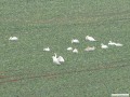 Sie berwintern am nahen Stausee Bautzen