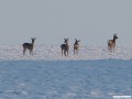 Rehe gibts bei uns jede Menge