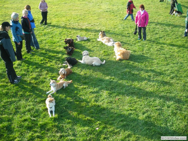 Familienhundeausbildung 