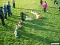 Familienhundeausbildung 